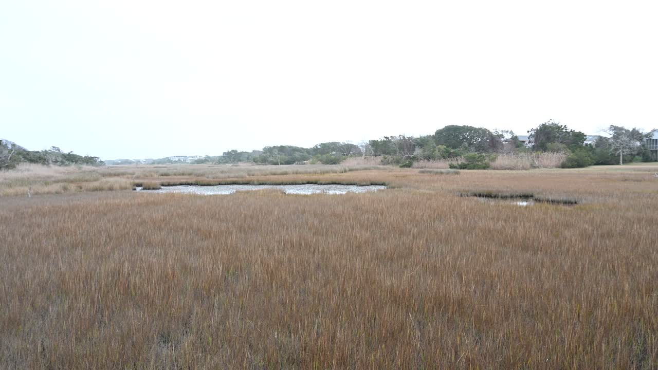 해변의 풀이 무성한 습지를 가로지르는 패닝