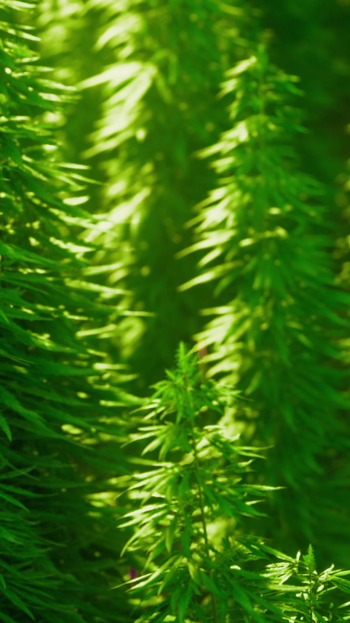 Green plant life growing in natural sunlight in a forest area