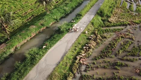 Eine-Ziegenherde-Läuft-Auf-Dem-Weg-In-Der-Nähe-Von-Reisfeldern-In-Malaysia.