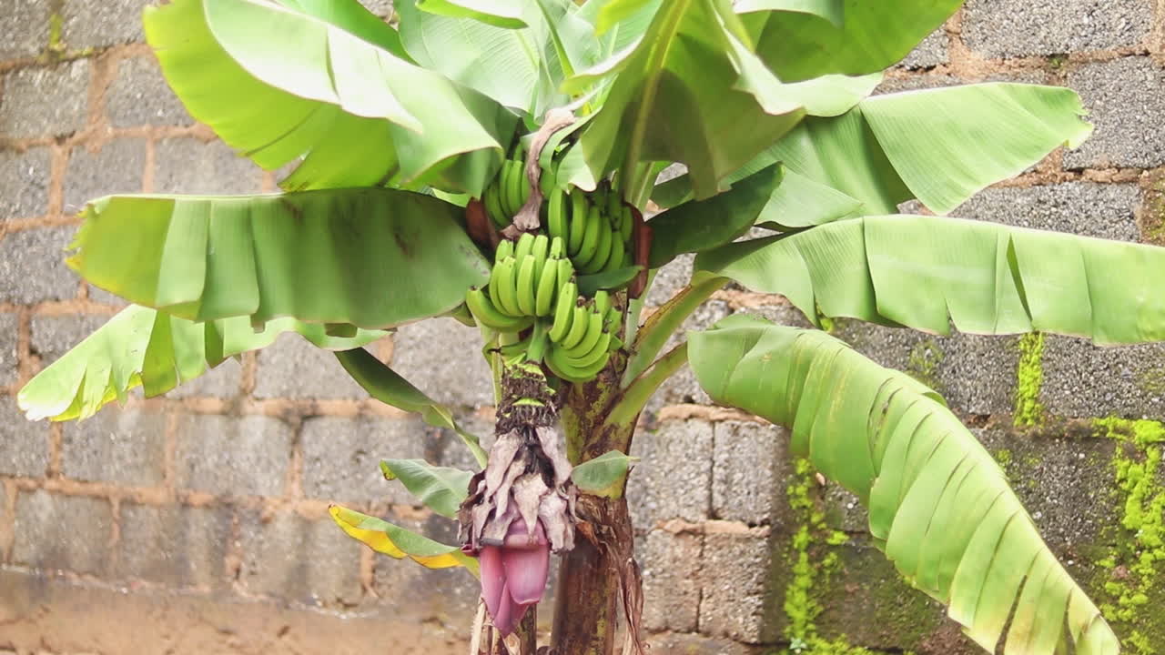 Banana Tree with Bananas