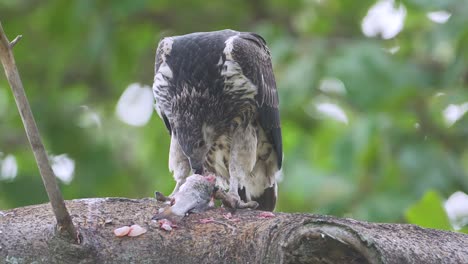 águila pescadora africana juvenil alimentándose de peces en el lago naivasha kenia