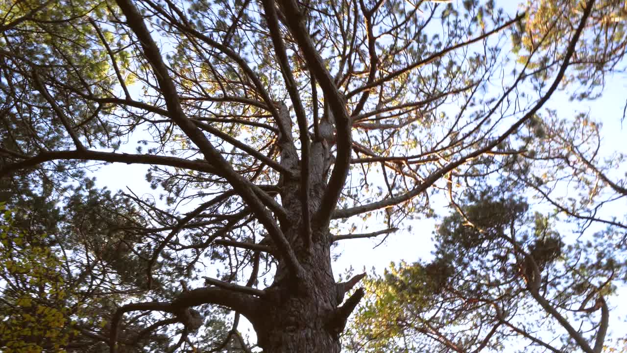 Beautiful low angle tree shot, dynamic movement