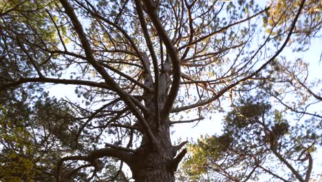 hermoso tiro de árbol de ángulo bajo, movimiento dinámico
