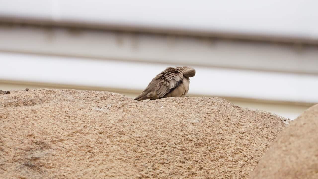 Tiny bird sitting on top of the rock, back view