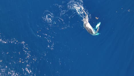 young humpback whale playing in water - moorea, french polynesia