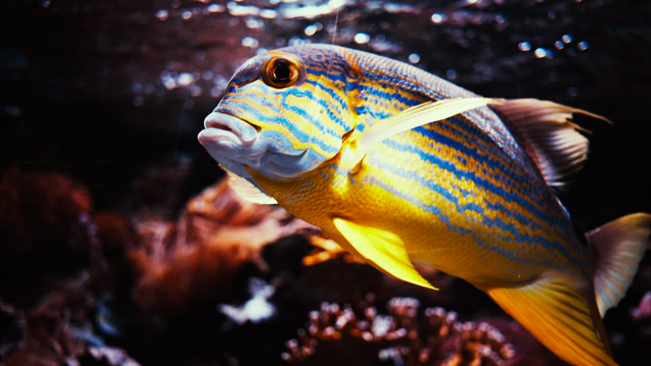 Close up of a sailfin snapper fish swimming near coral reefs