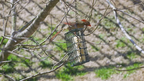 female northern cardinal eating at a suet bird-feeder during late-winter in south carolina