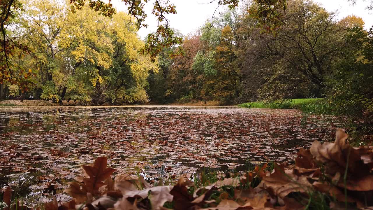 estanque con una gran cantidad de follaje otoñal amarillo y dorado en el parque skaryszewski con hermosos colores otoñales