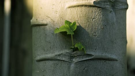 Nice-close-up-shot-of-small-tree-growing-out-of-a-papaya-tree-healthy-ripe-and-green-papaya