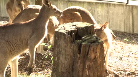 australian kangaroos in captivity