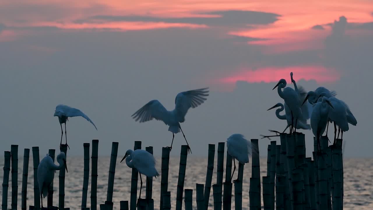 중대 백로, 일컬어 일반적인 백로 또는 큰 백로