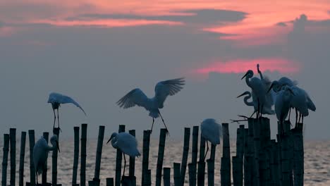 The-Great-Egret,-also-known-as-the-Common-Egret-or-the-Large-Egret