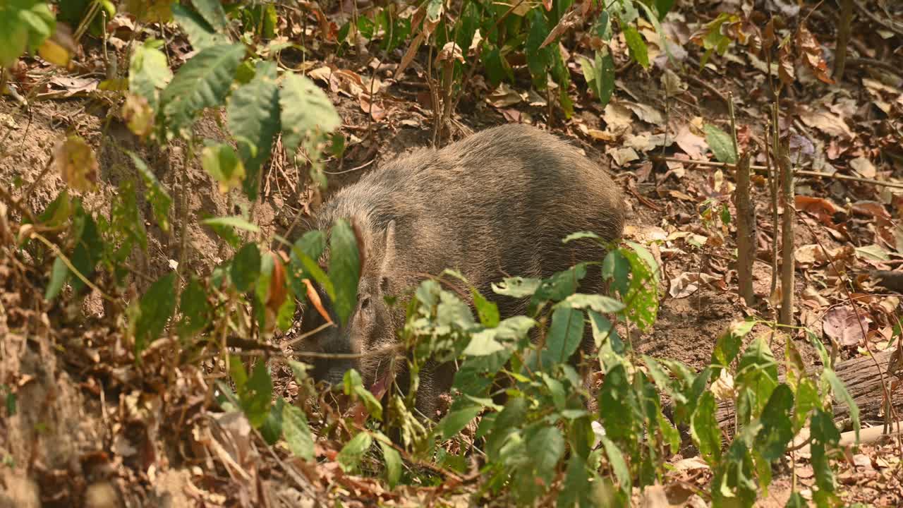 Cinghiale, Sus Scrofa, filmato 4K, Santuario della fauna selvatica di Huai Kha Kaeng, Thailandia