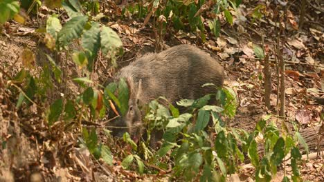 wild boar, sus scrofa, 4k footage, huai kha kaeng wildlife sanctuary, thailand