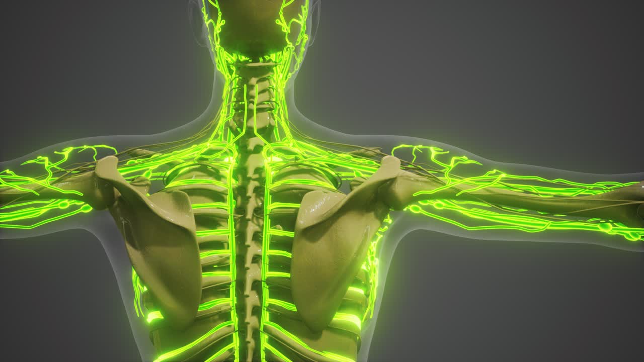 인간 혈관의 과학 해부학