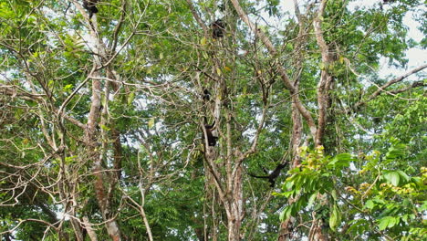 el dosel de costa rica, hogar de los monos araña ateles geoffroyi.