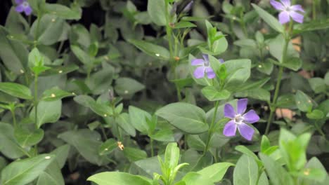 flor morada en otoño