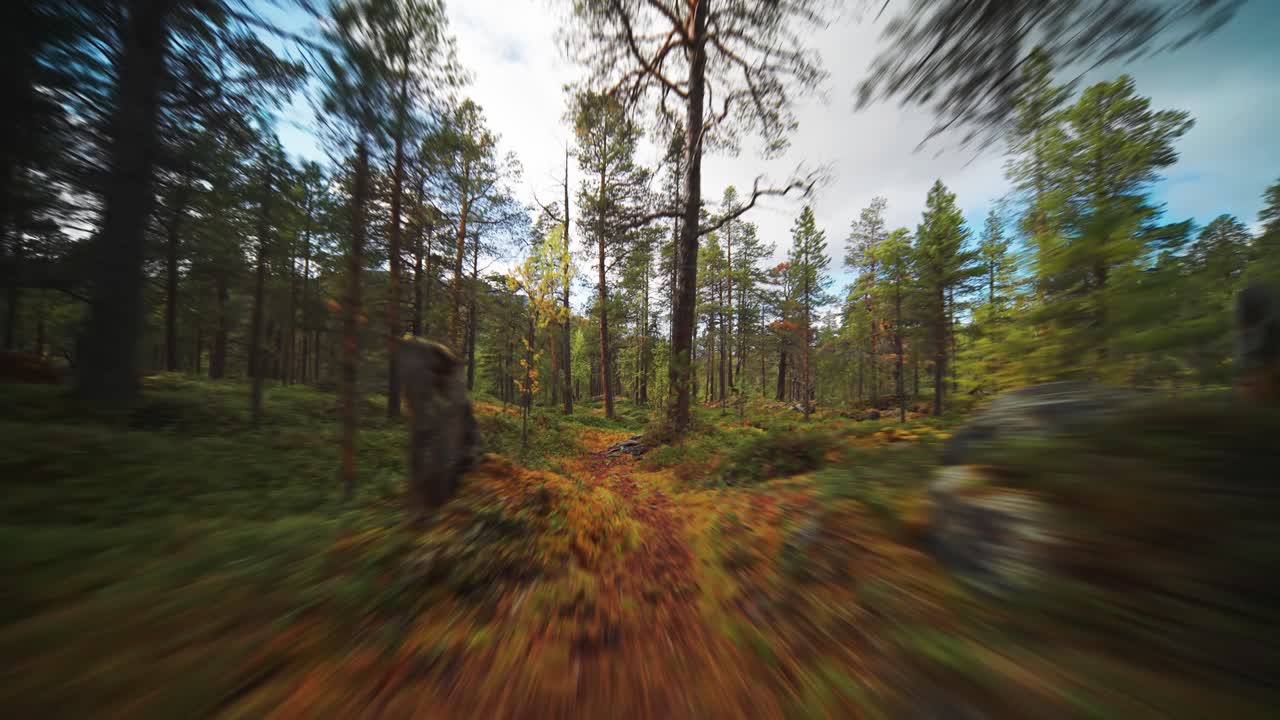 Un sentiero stretto coperto di muschio nella foresta autunnale.