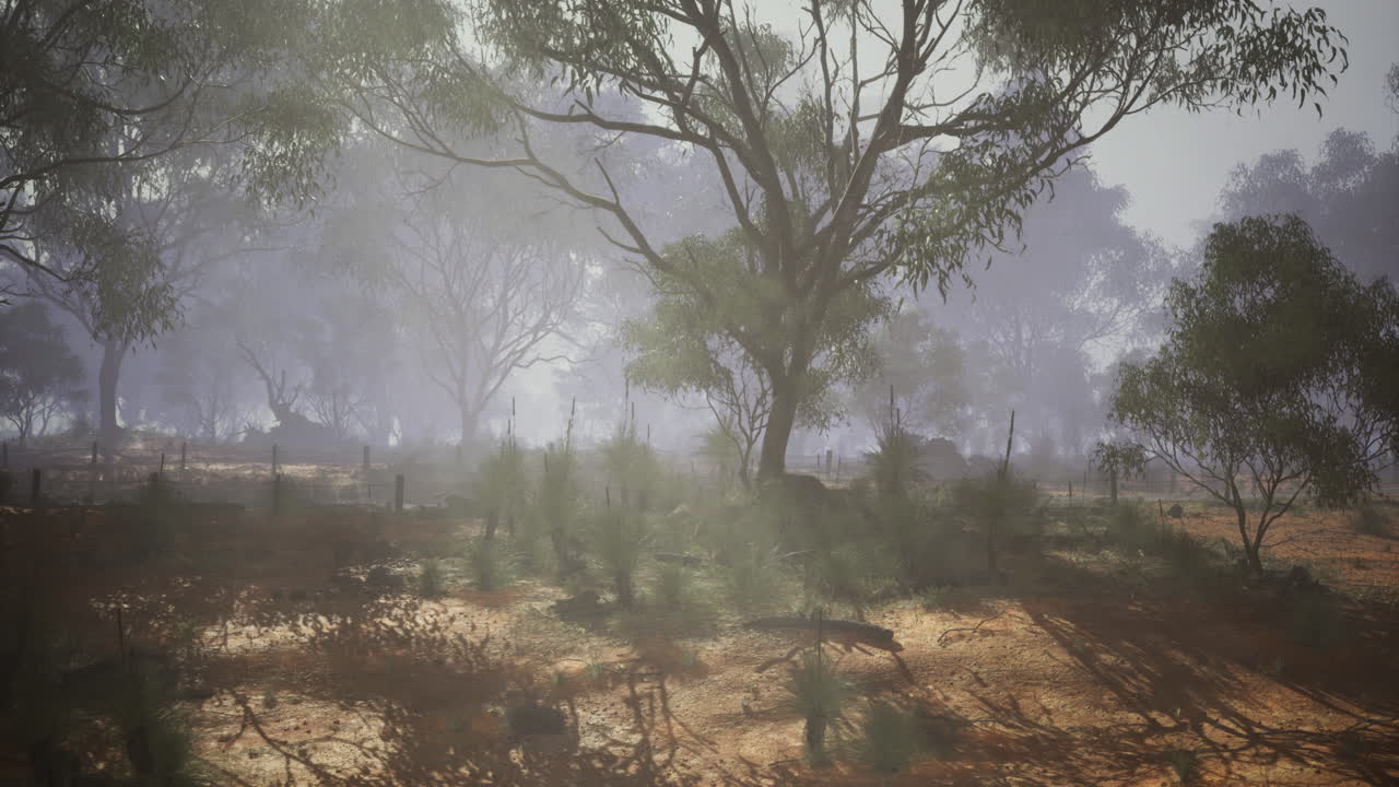 Misty morning in an australian bushland with eucalyptus trees and soft light