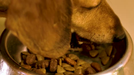 4k-60fps-Closeup-Daschund-Comiendo-De-Un-Tazón-De-Perro-De-Aluminio-Metálico