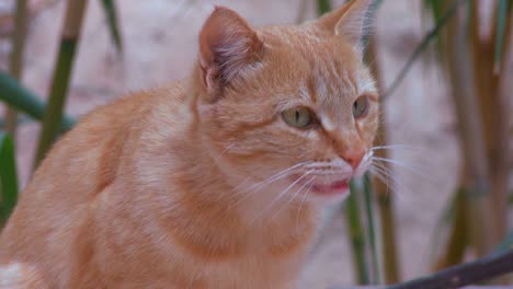 a cat with yellow eyes looks around and meows