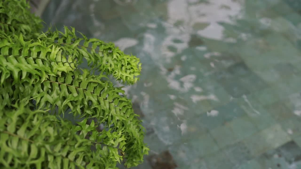 Green leaves by the pool with clear water with copyspace