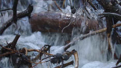 fresh water streams over logs and branches in the north saint vrain creek in the rocky mountain national park, colorado, usa