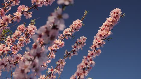 rotating over flowered pink almond tree branches with sky background