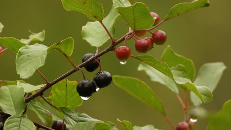 close up shot of a utah serviceberry branch with some ripe and unripe berries