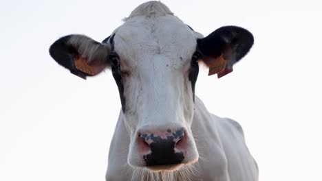 dairy cow looking straight at camera with bright background, close-up