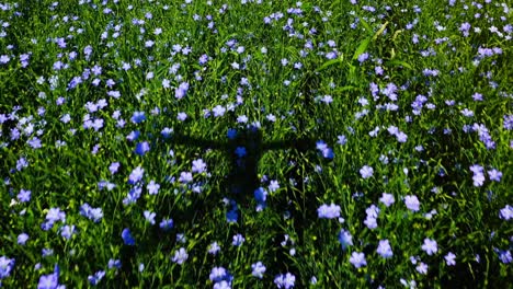 field of flax flowers