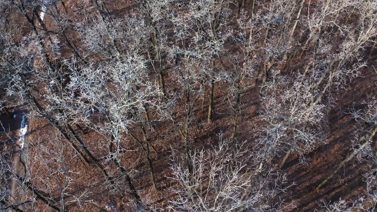 Winter forest top view. Aerial view of winter forest covered in snow
