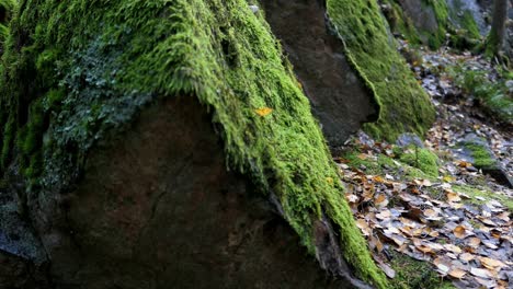 green moss growing on rock in the woods, ecosystem and forest protection