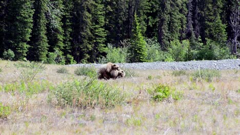 Grizzlybären-Paaren-Sich-In-Freier-Wildbahn-Im-Kluane-Nationalpark,-Totale