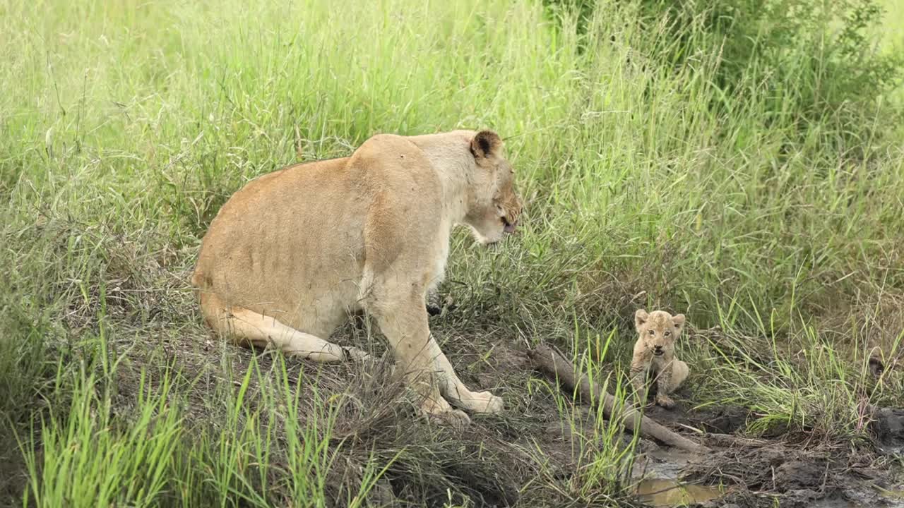 brede opname van een leeuwin die samen met haar kleine welp zit voordat ze wegloopt, grotere kruger