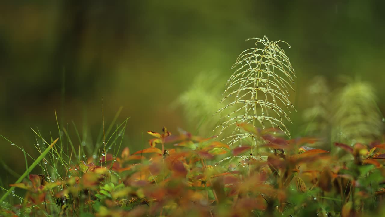 A macro paralax shot of the colorful forest floor in the autumn tundra