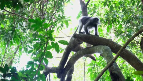 seen moving and walking on the branch and jumps up to go away, dusky leaf monkey trachypithecus obscurus, endangered, thailand