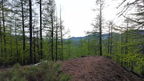 Una-Serena-Caminata-Matutina-De-Primavera-A-Través-De-Un-Denso-Bosque-En-Una-Región-Montañosa