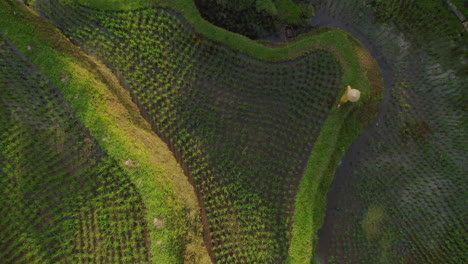 Vista-Superior-Mujer-En-Arrozal-Caminando-En-Una-Exuberante-Terraza-De-Arroz-Verde-Explorando-Viajar-A-Través-De-Bali-Indonesia-Descubrir-Asia-Vista-Aérea-De-Drones