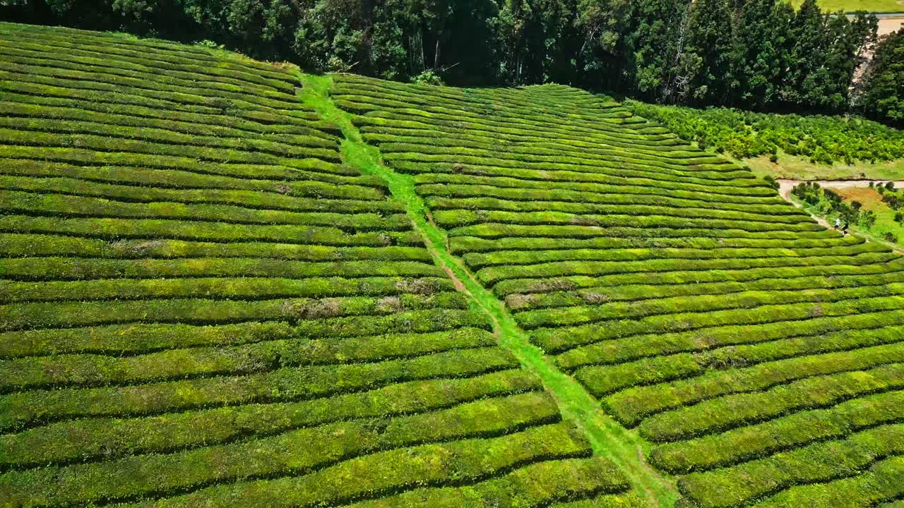 Lussureggiante piantagione di tè verde in una giornata di sole con file di piante che si estendono verso l'orizzonte