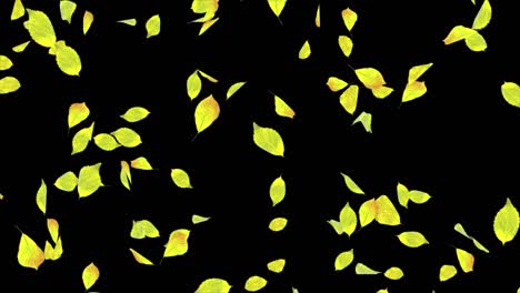 3d 4k animation of a mint leaves falling flow motion loop animation pieces of debris, spring green