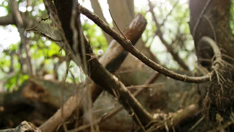 ancho de bosques vacíos con telarañas moviéndose con el viento