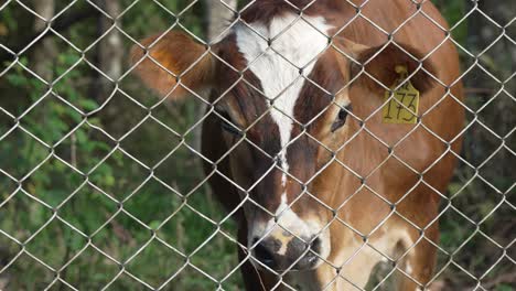 vaca etiquetada detrás de una cerca encadenada