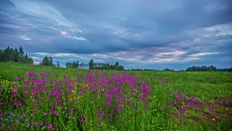 campos de flores de primavera sobre un cielo espectacular con nubes