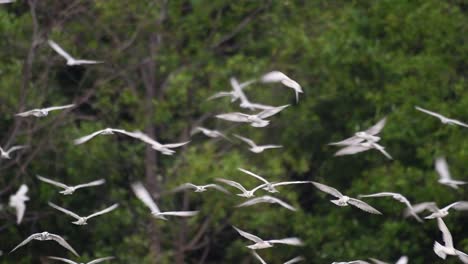 Terns-are-seabirds-that-can-be-found-all-throughout-the-world-at-sea,-rivers,-and-other-wider-bodies-of-water