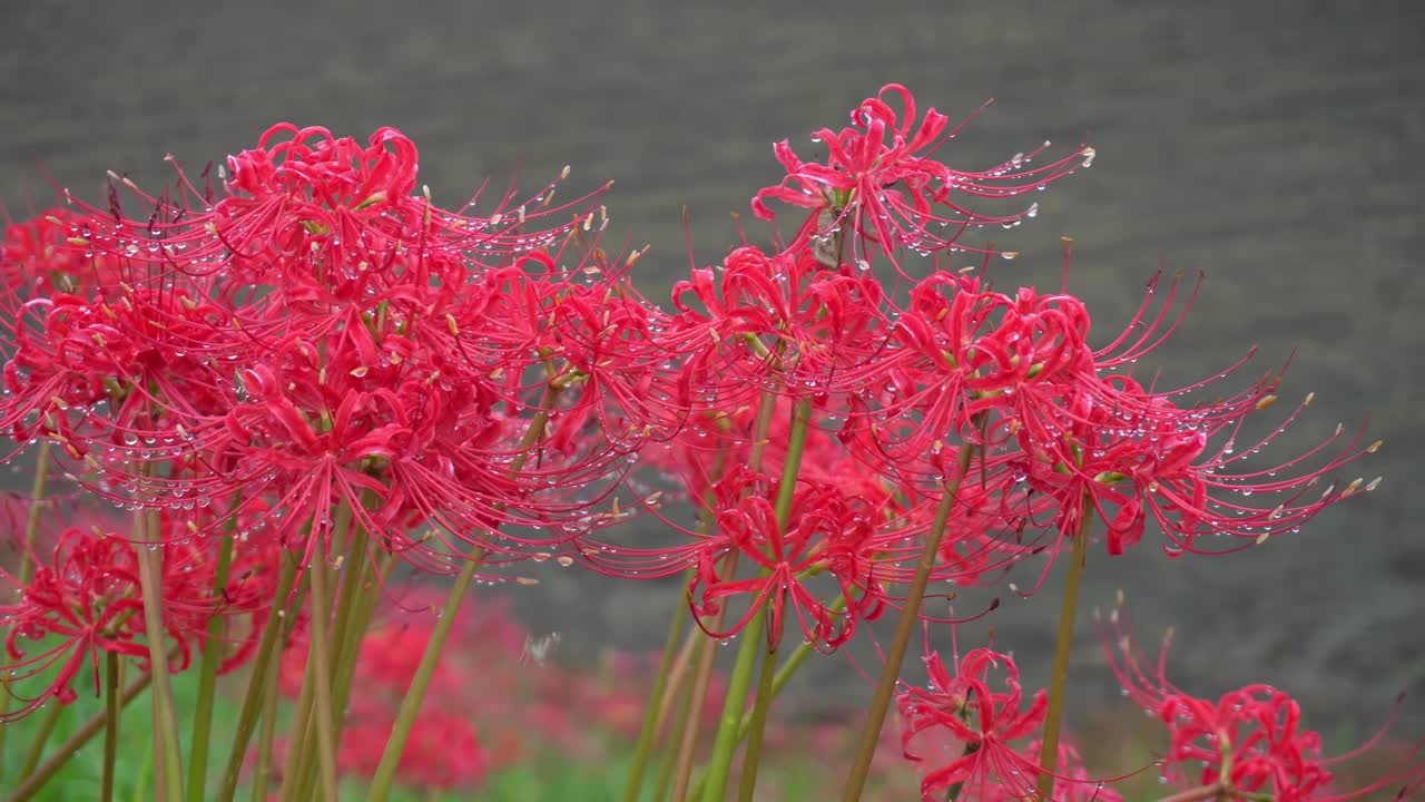 레드 리코리스 라디아타 (lycoris radiata) 꽃잎은 비가 내린 후 방울이 떨어지며, 공원 안의 아름다운 꽃, 꽃잎의 배경.