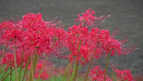 pétalos de flores de licoris radiata roja con gotas de rocío después de la lluvia. hermosas flores en el parque. fondos de pétales de flores.