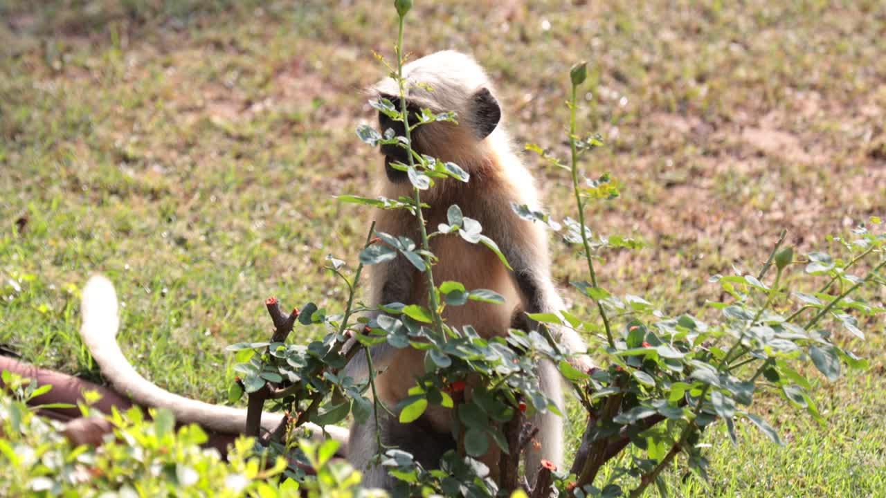mono langures cara negra comiendo plantas de flores en el jardín