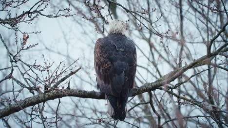 bald eagle sits among branches as other eagles fly overhead