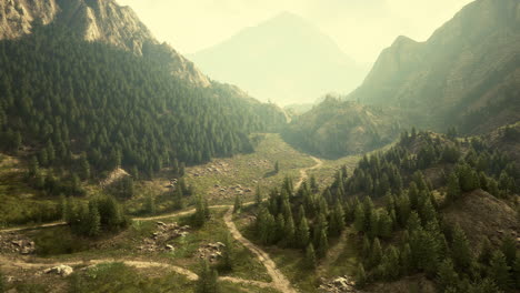 Aerial-top-view-of-summer-green-trees-in-forest-in-Swiss-Alps